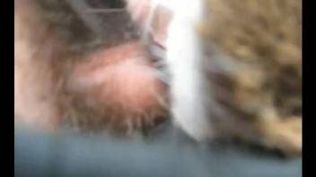 Man sticks whole penis in animal's furry pussy while taping it