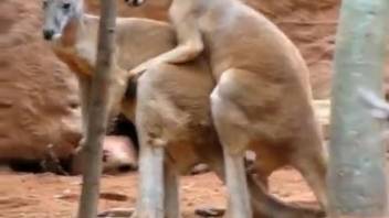 Horny zoo porn enthusiast craves more from watching kangaroos screwing