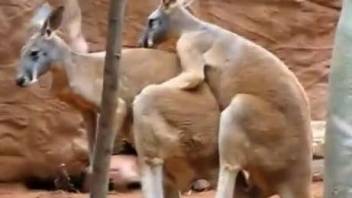 Visitor with camera films kangaroo fucking partner in zoo