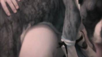 Boxer canine relishes lady's vagina in rough bestiality clips