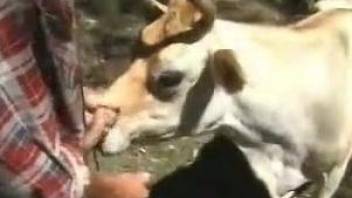 Cow licks man's penis and suits his sexual desires just fine