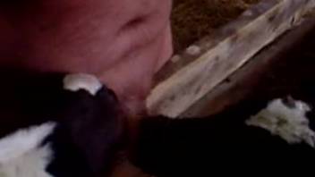 Chubby guy with a rigid erection penetrated his cute ebony pup from the rear in doggy style