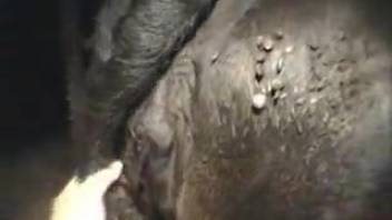 Guy fingers the butthole of ebony stud