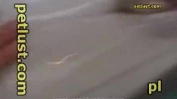 Zoo animal sex clips depicting a man manipulating a dolphin's genitalia