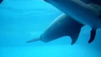 Dolphin swims with dig out while man filming