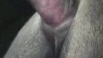 Brutal horse porn in scenes of amateur zoophilia caught on cam