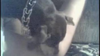 Canine ravages those formerly snug openings on the ground