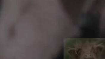 Intense close-up of a guy deeply penetrating his female goat in the rear