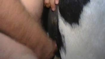 Steamy homemade bestiality action featuring a semi-nude guy and his bovine partner