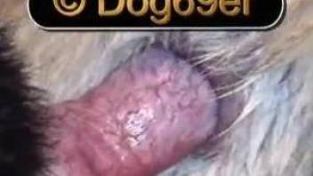 Close-up video where dog's bulge slides into hole of another dog