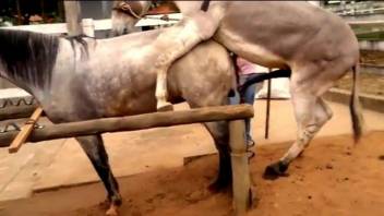 Horny donkey fucks a horse and aroused man sits and tapes