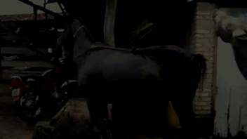 Watch this animal video showing two beasts screwing
