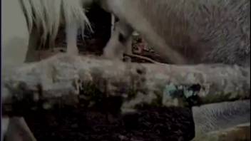 A pair of horses is preparing for intense outdoor intercourse
