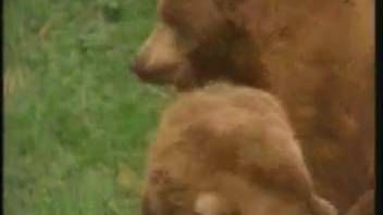 Hairy men screwing in the wilderness as a lustful peeper observes