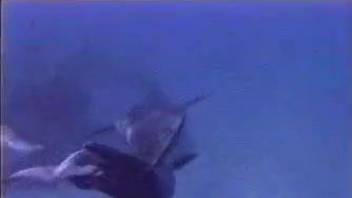Amateur taped two dolphins mating under the water