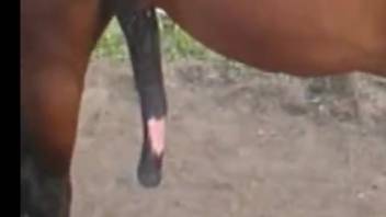 Super ripped stallion screws a thick-assed animal enthusiast in rear-entry position