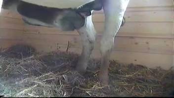 Massive horse cock drives bestiality fan to get freaky