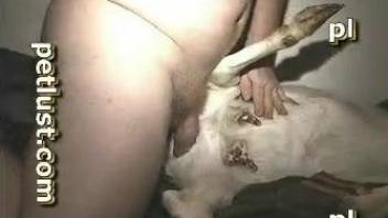 Hot scenes of zoophilia between a horny dude and a goat