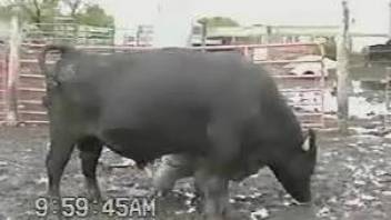 Big-dicked bull showing off his goodies on camera