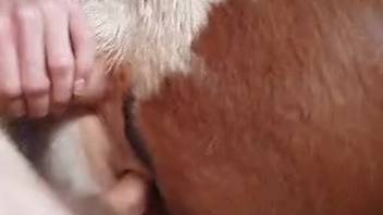 Aroused guy deeply penetrates cow and relishes novice bestiality