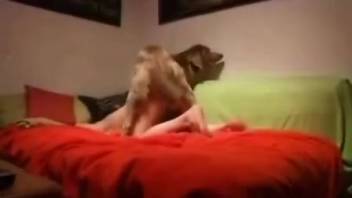 Canine mounts female on webcam, causing her to yell amid intense intercourse