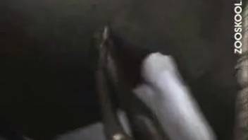Voluptuous slut fellates her canine's penis until every last bit covers her face