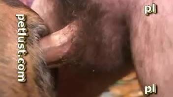 Up-close bestiality anal fucking for a snug woman in heat