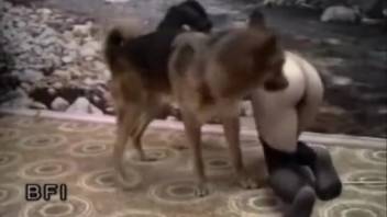 German Shepherd intensely penetrates its female owner in her vagina until she achieves climax
