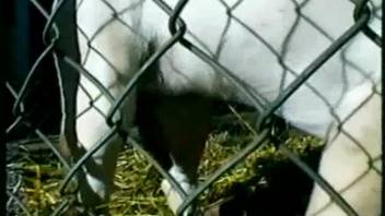 Aroused beast-lover finds out why caging them is smarter