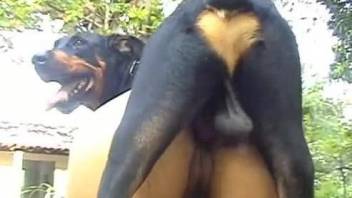 Thick cock of black dog perfectly slides into chick's holes