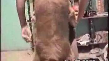 Nude woman relishes canine sniffing and tonguing her vagina