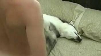 Dude with a small enough cock gets to fuck a dog