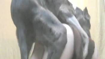 Fair-haired lady with bouncy breasts performs a live cam performance involving a canine