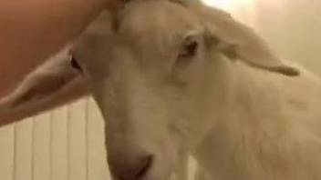 Fun-loving dude decides to fuck a goat on camera