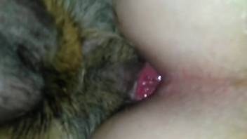 Backdoor intercourse with a canine for a lustful bestiality enthusiast