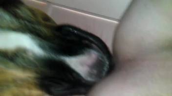 Narrow human orifice deeply penetrated by a well-endowed canine