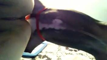 Bushy adult vagina deeply penetrated by a canine