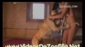 Dog sniffs and pounds woman's pussy in brutal home zoophilia
