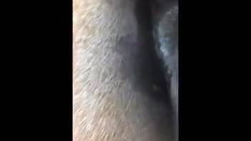 Intimate shot of a mare's pussy just before rough sex