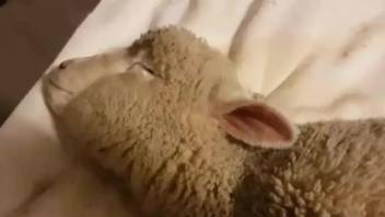 Deep penetration in the sheep's ass for the horny man