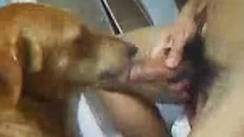 Amateur guy fucking his dog's tight little pussy