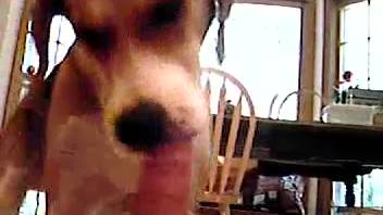 Attractive dude masturbating as his canine licks his dick