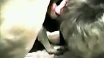 Blond woman fellating that canine's large crimson penis