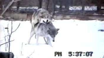 Pair of wolves banging outside amid the snowfall
