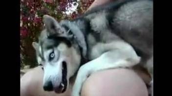 Beautiful Husky dog is fucking blonde girl outdoors