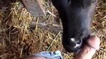 Cute calf is giving this guy a great blowjob