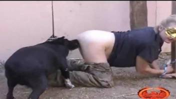 Blond-haired chick getting pounded by a black dog