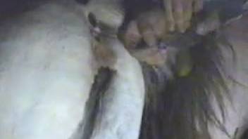 Horse cunt being demolished by a massive human dick