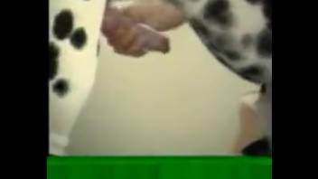 Incredible Dalmatian canine mounting a sexy lady in stockings
