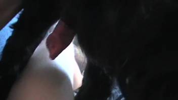 Ebony canine displaying its scarlet penis in a bestiality video